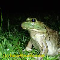 /home//u458753944/public_html/sourcegallery//Frogs/More bullfrogs/P6020071.JPG